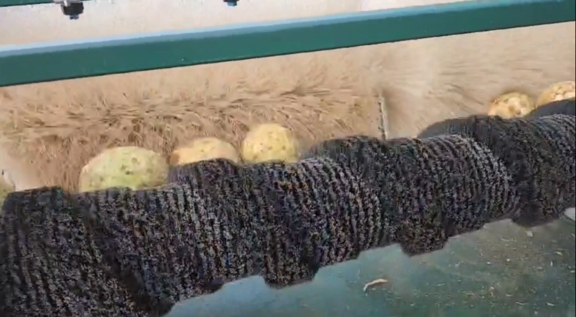 Celery Root Washer - Image 2