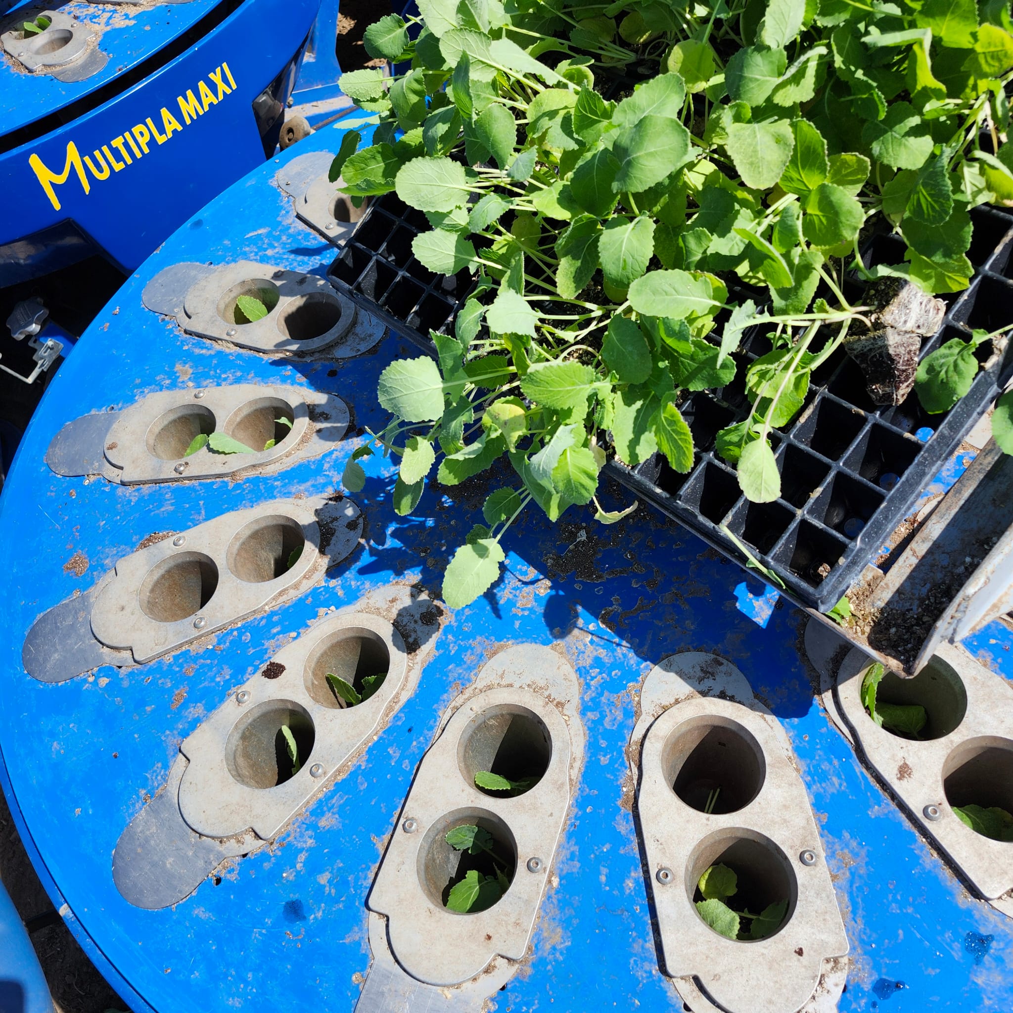 MULTIPLA Mechanical Transplanter 6 Row with Additional Seats and Tank for Fertilizer/Water - Image 8